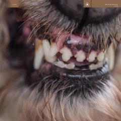 WORLD EATER by Blanck Mass